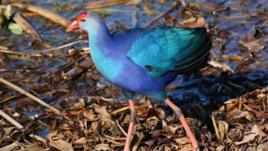 The Swamphen