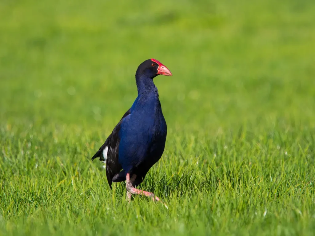 Purple Swamphen Photo 