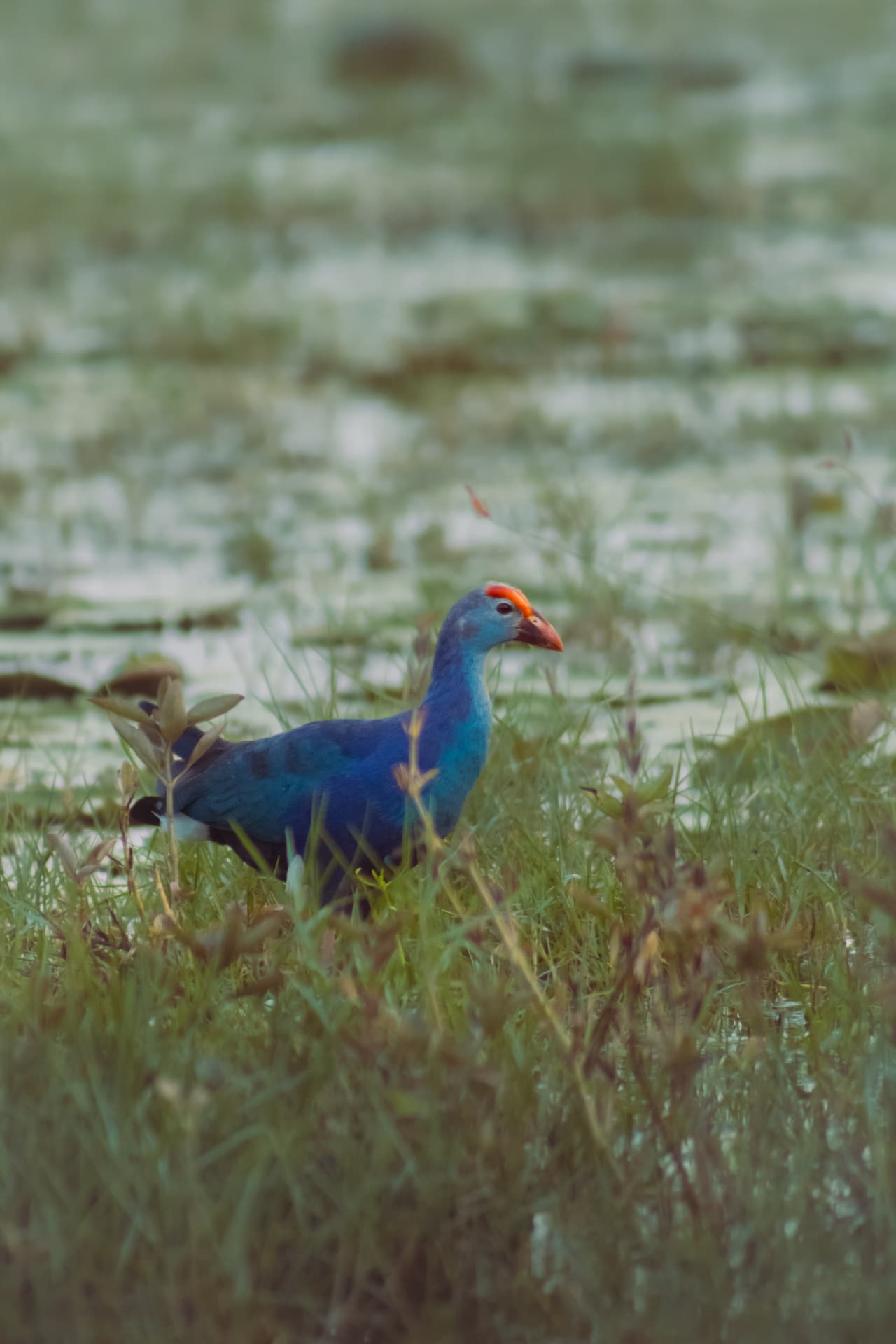 Purple Swamphens are have a nice color of feather .