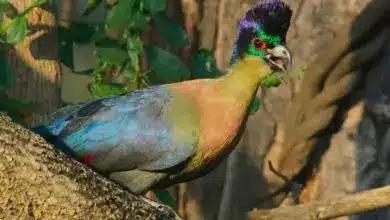 The Purple-crested Turaco Is On The Top Of A Tree