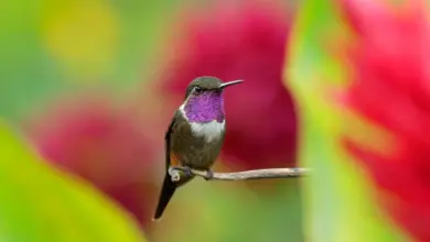Purple-throated Woodstars Sitting on a branch