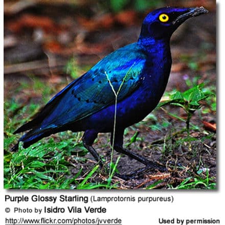 Purple Glossy Starling (Lamprotornis purpureus)