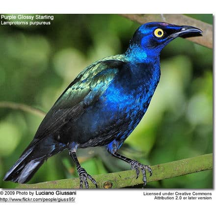 Purple Glossy Starling