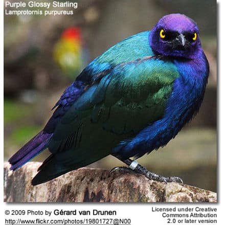 Purple Glossy Starling, Lamprotornis purpureus