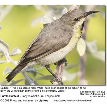 Purple Sunbird - Eclipse Male - note the yellow patch on the top of the head