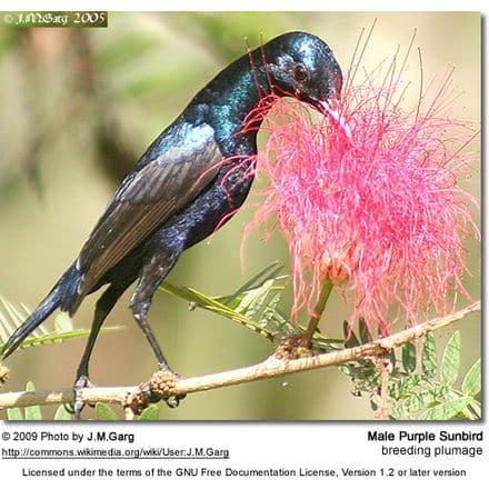 Purple Sunbird - male in breeding plumage