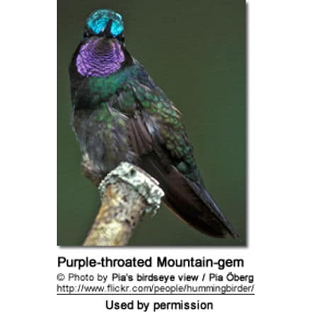 Male Purplethroated Mountain-gem