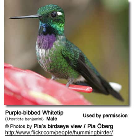 Purple-bibbed Whitetip (Urosticte benjamini) Male