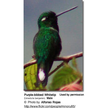 Purple-bibbed Whitetip (Urosticte benjamini) Male 