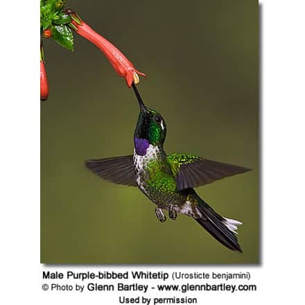 Male Purple-bibbed Whitetip (Urosticte benjamini)