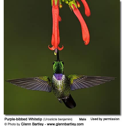 Purple bibbed Whitetip Hummingbird - Male