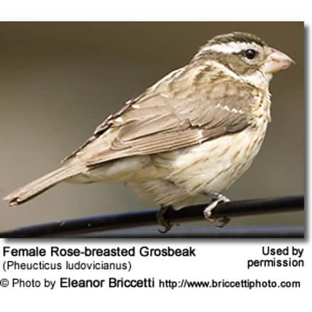 Female Rose-breasted Grosbeak (Pheucticus ludovicianus)