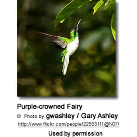 Purple-crowned Fairy  (Heliothryx barroti)