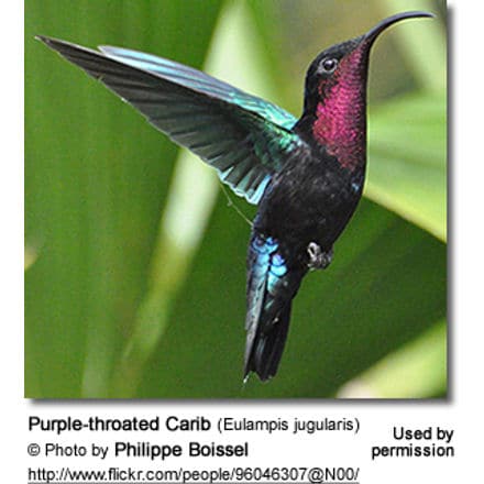 Purple-throated Carib (Eulampis jugularis)