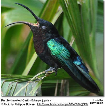 Purple-throated Carib (Eulampis jugularis)