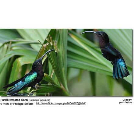 Purple-throated Carib (Eulampis jugularis)