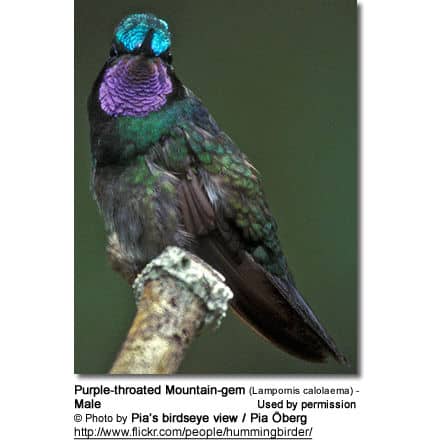 Purple-throated Mountain-gem (Lampornis calolaema) - Male