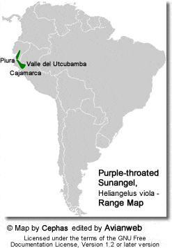 Purple-throated Sunangel, Heliangelus viola - Range Map