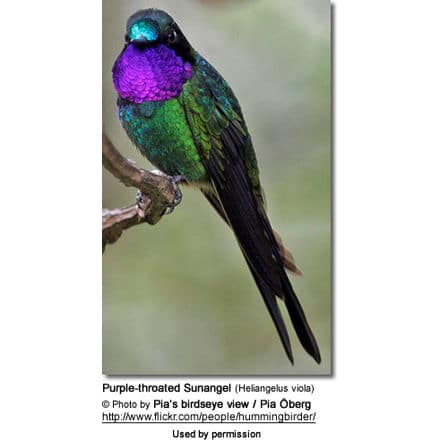 Purple-throated Sunangel (Heliangelus viola)