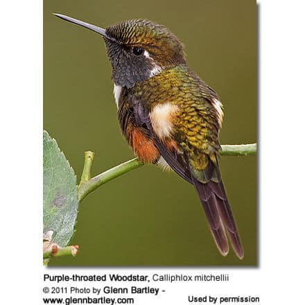 Purple-throated Woodstar, Calliphlox mitchellii 