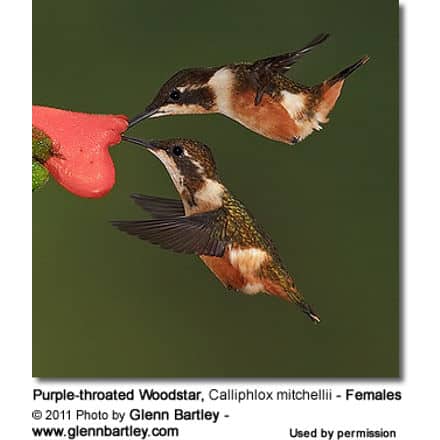 Purple-throated Woodstar, Calliphlox mitchellii
