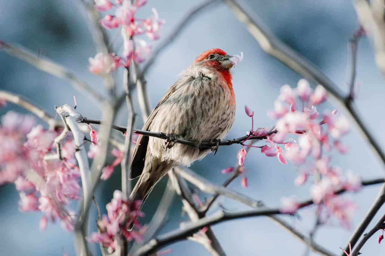 The Purple Finch Perched On The Thorn Of A Cherry Blossom Tree