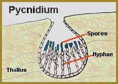 Pycnidium