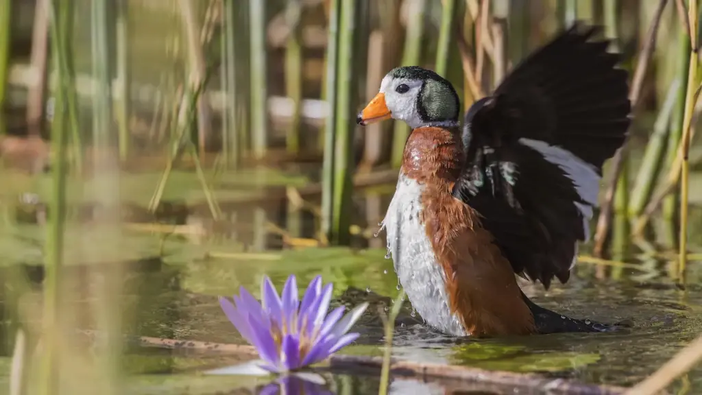 Pygmy Geese Fluttering his Wings in Pond
