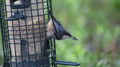 The Pygmy Nuthatches Get Food
