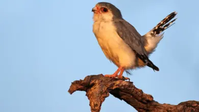 Pygmy-falcons on a Branch