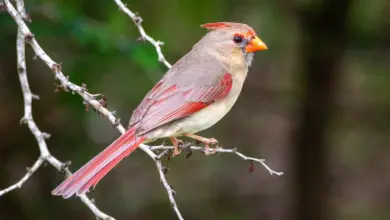 The Pyrrhuloxia Perched In A Thorn Of A Tree