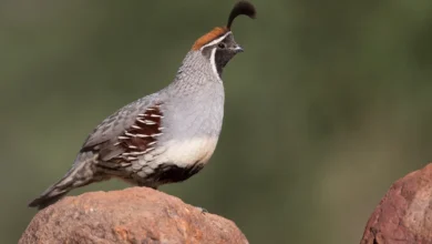 Quails Perched on the Stone