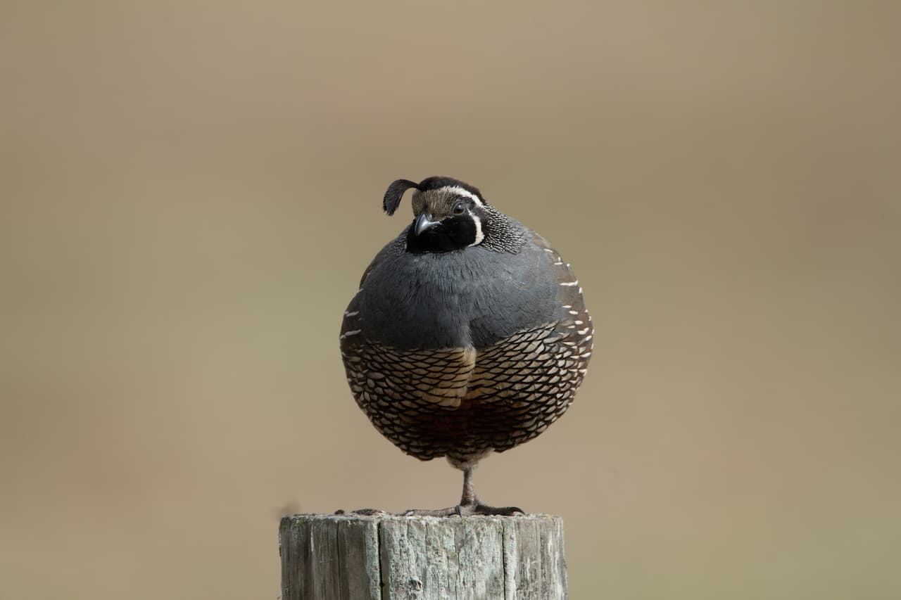 A Quail is resting on the top of a log.