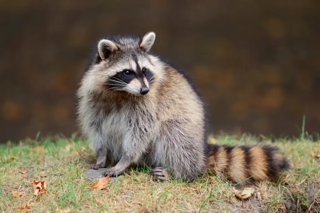 Raccoon Is An Omnivore
