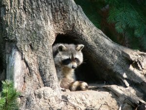 Raccoon In A Tree Cavity
