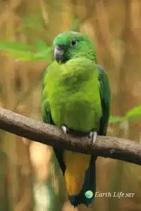 Racket-Tail Parrots (Prioniturus)