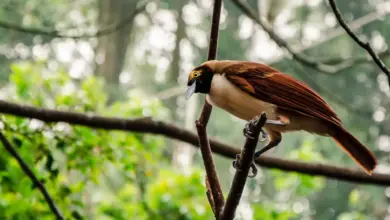 Raggiana Bird of Paradise