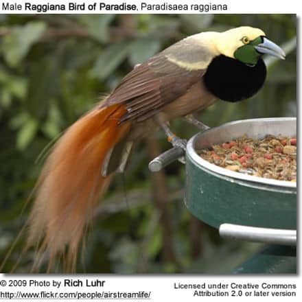 Male Raggiana Bird of Paradise, Paradisaea raggiana