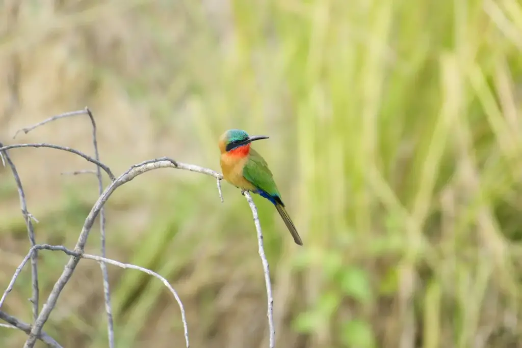 Rainbow Bee-eaters Perched on a Thorn