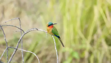 Rainbow Bee-eaters Perched on a Thorn