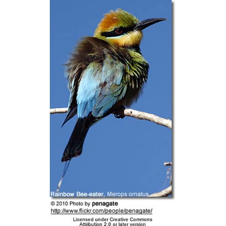 Plumage deficits in rainbow bee-eaters. There is bilaterally