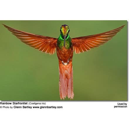 Rainbow Starfrontlet (Coeligena iris)