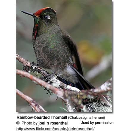 Rainbow-bearded Thornbill (Chalcostigma herrani)