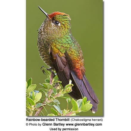 Rainbow-bearded Thornbill (Chalcostigma herrani