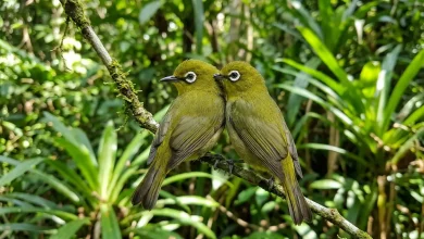 Ranongga White-eyes