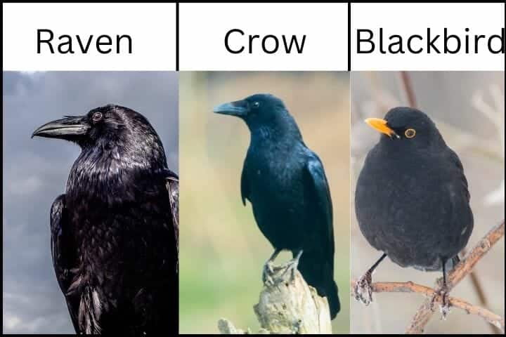 Raven Vs Crow Vs Blackbird