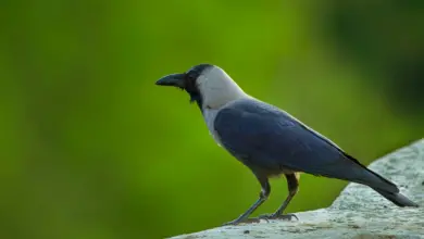 The Ravens Perched In A Stone Looking For Prey