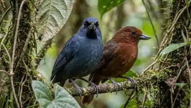 Recurve-billed Bushbirds