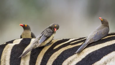 Red-Billed Buffalo Weavers