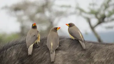 The Three Red-Billed Oxpecker Perched on a Buffalo's Back